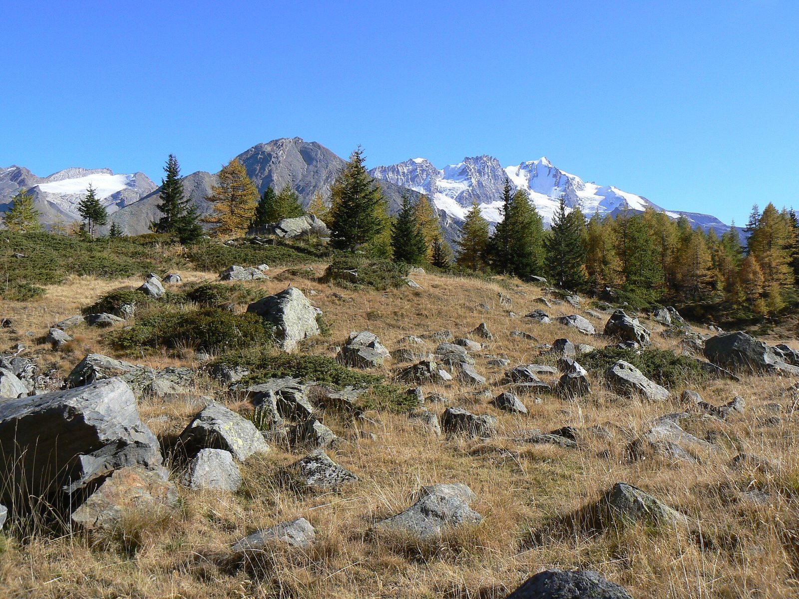 Pascolo autunnale all'Alpe di Orvieille con larici dorati e montagne innevate del Gran Paradiso sullo sfondo