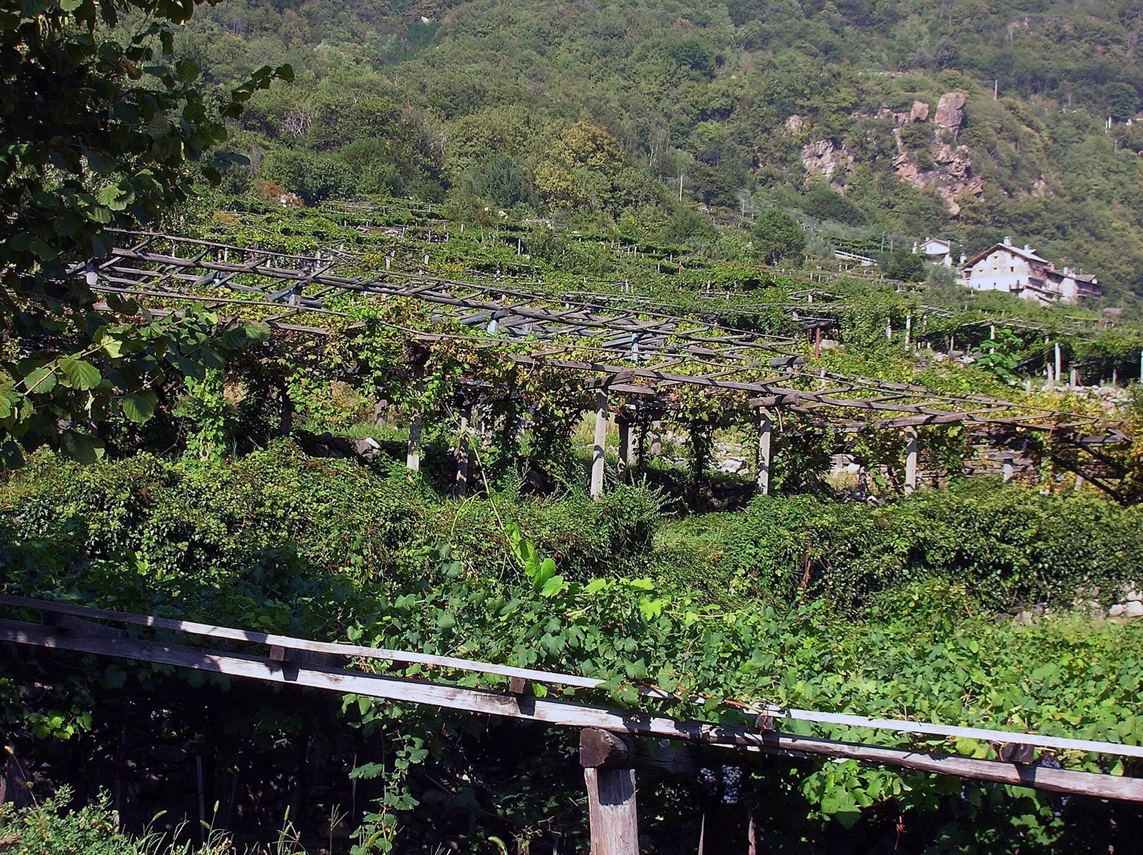 Vigneti a pergola su terrazzamenti in pietra a Donnas, nella bassa Valle d'Aosta